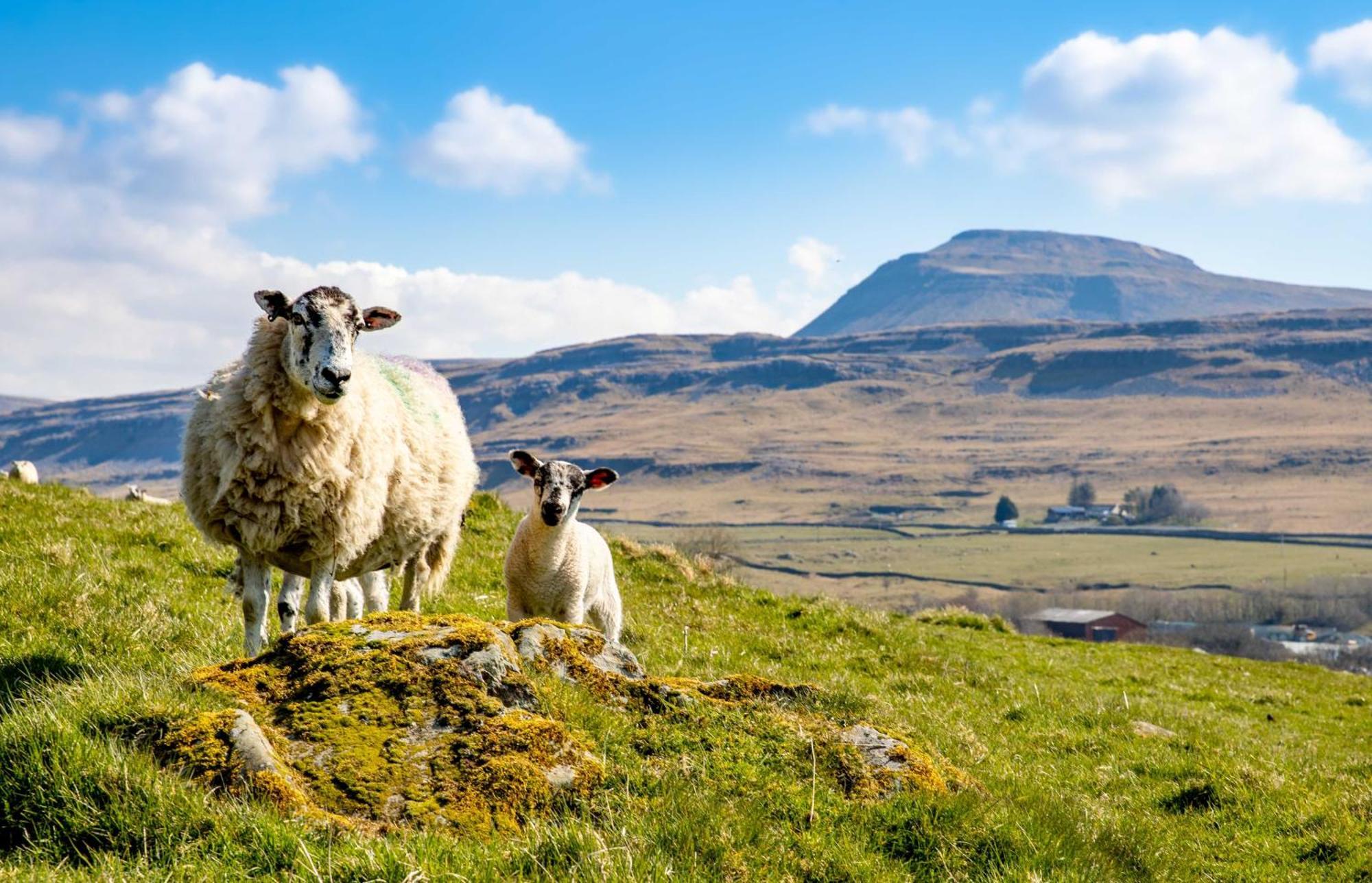 Falls Park Ingleton  Dış mekan fotoğraf